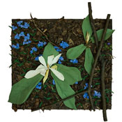 Magnolia With Wild Blue FLox